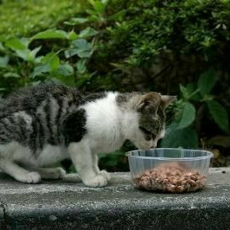 同　よこ
