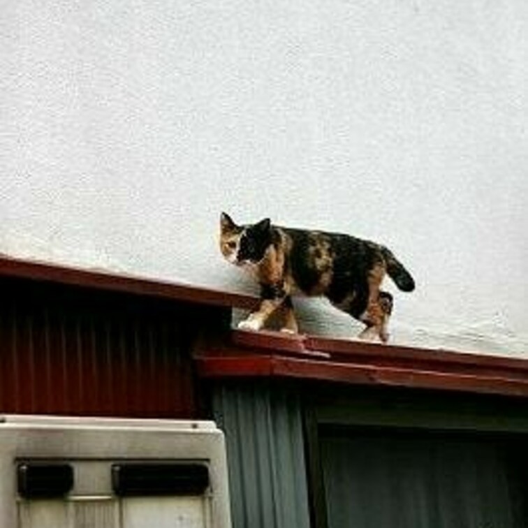 焦げ