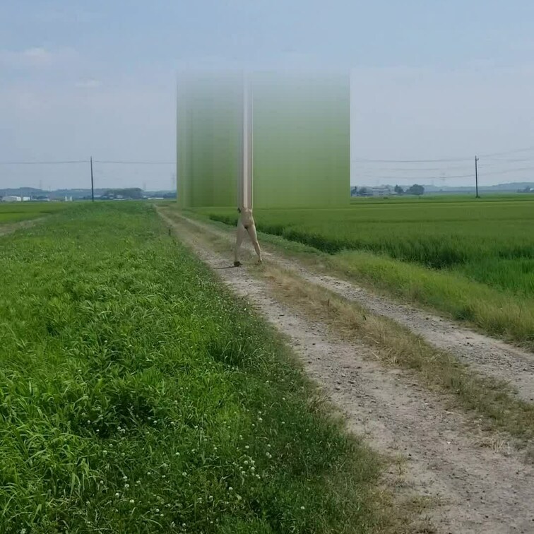 昼間の田んぼ露散歩🌾