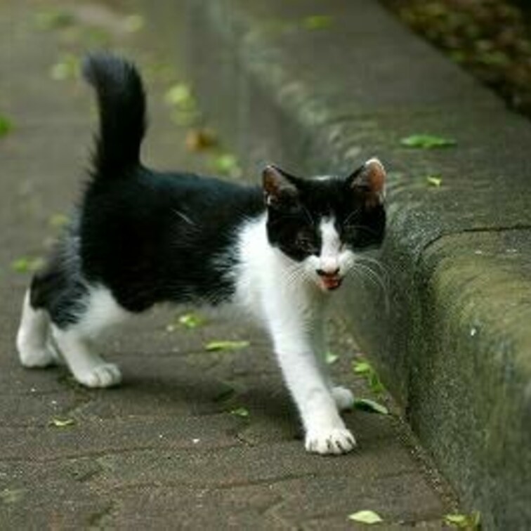 こねこ