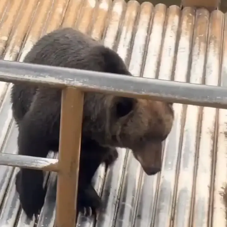クマ牧場に行ってきました
まるでオジサンのようなクマさん