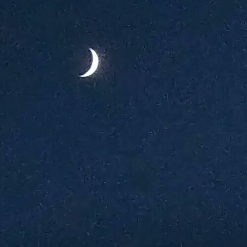 ロゼ