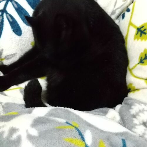 ねこ