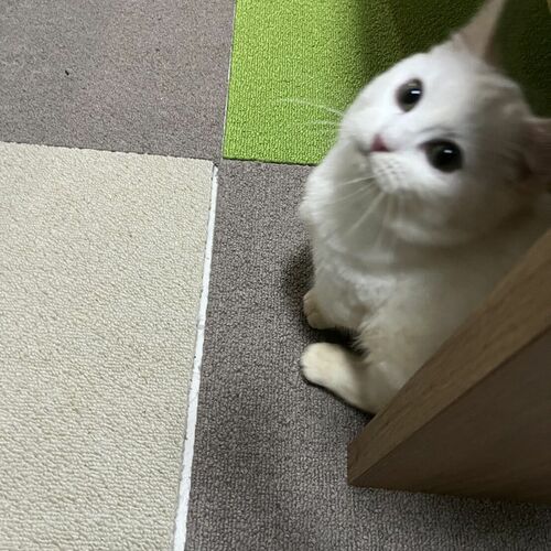 しー