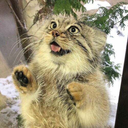 本田k🐱🐾れいわ🐾山本太郎を首相に🐾💓
