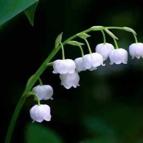 ////
