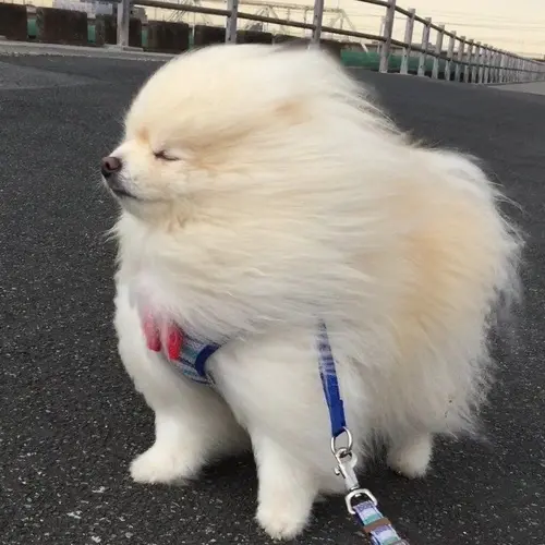 ここなっつ