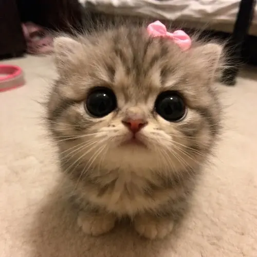 みにゃ🐈‍⬛🎀