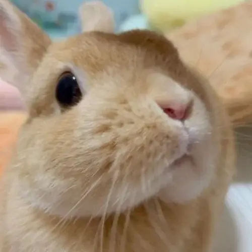 もも