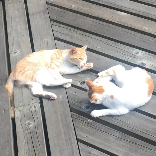 えすと